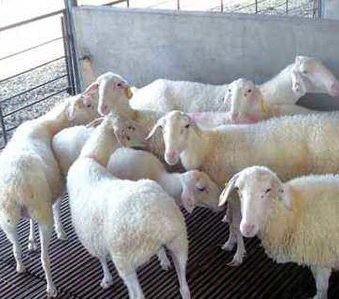梁山县大型纯种湖羊大母羊养殖场